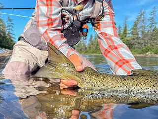 landlocked-salmon