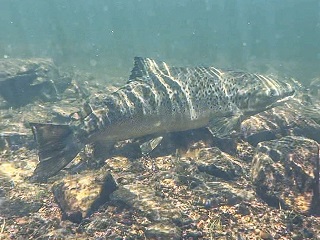 landlocked-salmon