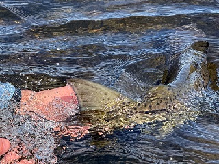 landlocked-salmon