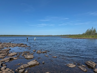 Labrador
