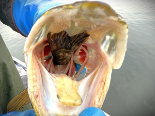pike-eat-pike