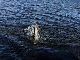pike