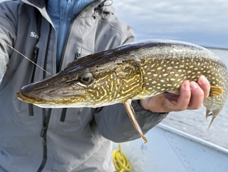 pike