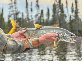 lake-trout