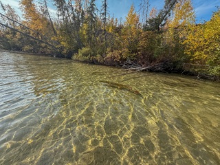 sight-fishing-pike