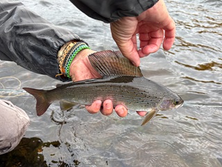 Arctic-Grayling