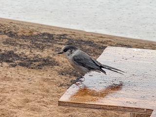 gray-jay