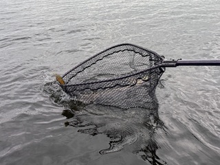 pike