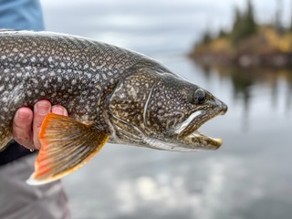 lake-trout
