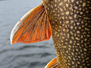 lake-trout