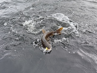 lake-trout