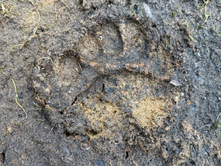 bear-tracks