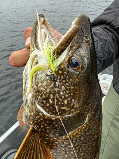 flyfishing-lake-trout