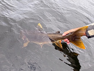 catch-and-release-Ganglers
