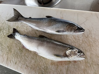 coho-salmon