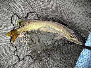 muskellunge