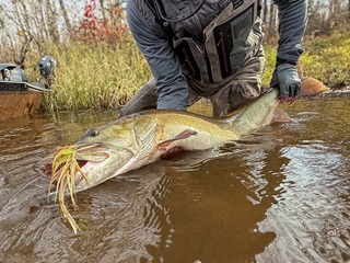muskellunge