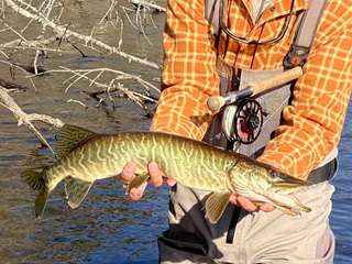 muskellunge