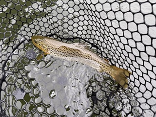 brown-trout