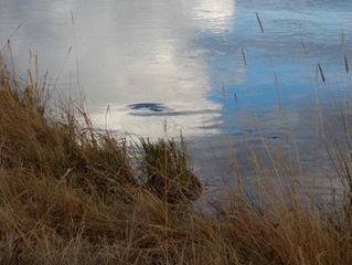 rising-trout