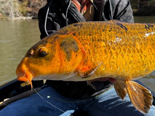 fly-fishing-koi