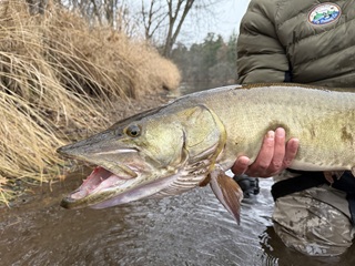muskellunge