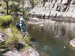 murray-cod-on-fly