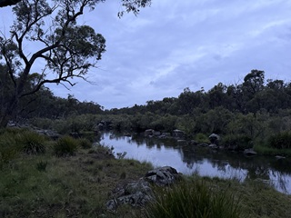 fly-fishing-Murray-cod