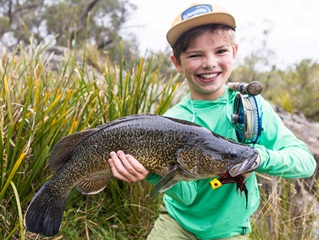 Hunter-Hutchins-Murray-cod