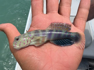 shrimpgoby