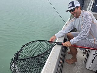 Currier-blue-bastard