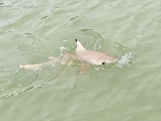 shark-flyfishing