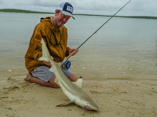 Currier-blacktip-shark