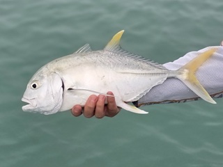 brassy-trevally