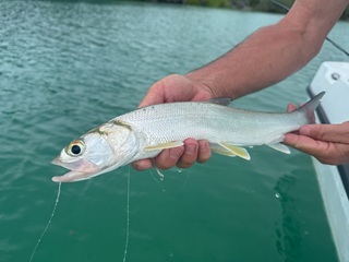 Giant-herring-Australia