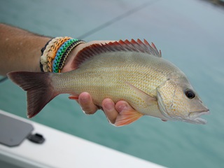 Lutjanus-lemniscutus