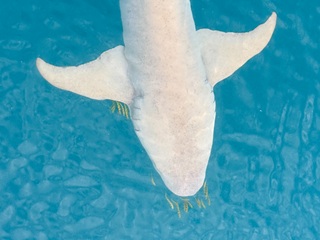 Tawny-nurse-shark