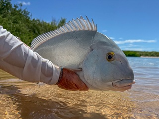 blue-bastard-Australia