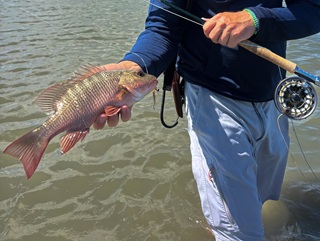 flyfishing-snapper