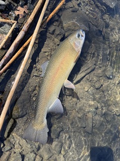 trout-fishing-Arizona