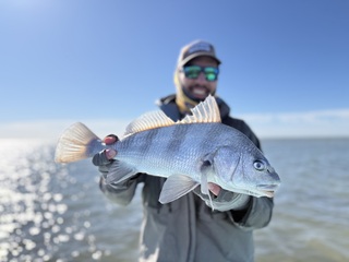 black-drum-Iannacchione