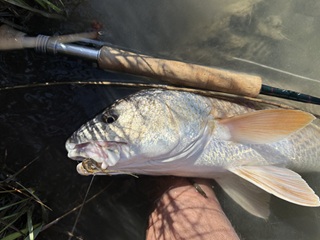 redfish