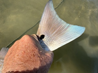 tailing-redfish