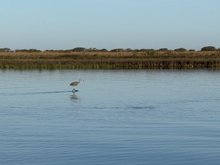 reddish-egret