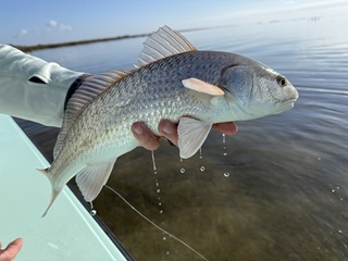 redfish