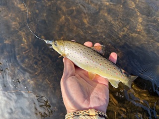 Wisconsin-brown-trout