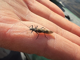 stonefly