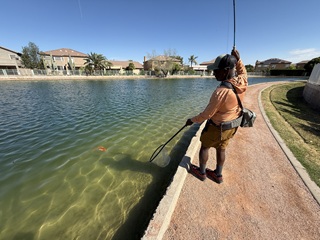 flyfishing-Phoenix