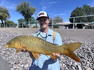 common-carp-Currier