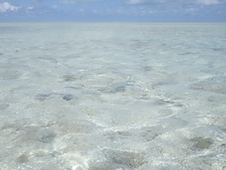 bonefish-tailing